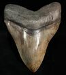 Well Serrated Megalodon Tooth #6311-1
